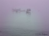 pink fog