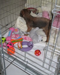 Kipster in her crate with her toys...