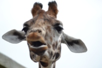 giraffes at Marwell zoo