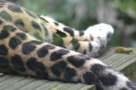 Leopard at Marwell zoo