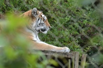Tiger at Marwell zoo