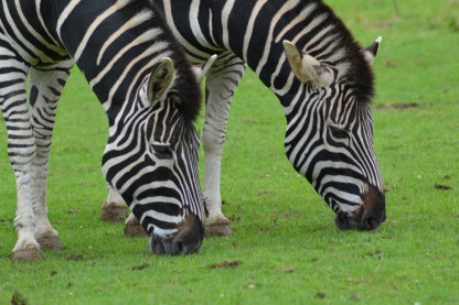 zebras at Marwell zoo