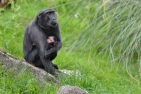 Monkey at Marwell zoo