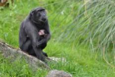 Monkey at Marwell zoo