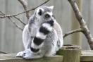 Lemurs at Marwell zoo