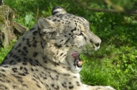 Snow leopard at Marwell zoo